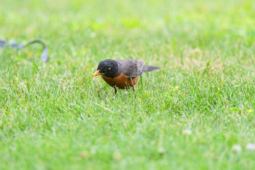 Free American robin searching for food in vibrant green grass during the day. Stock Photo