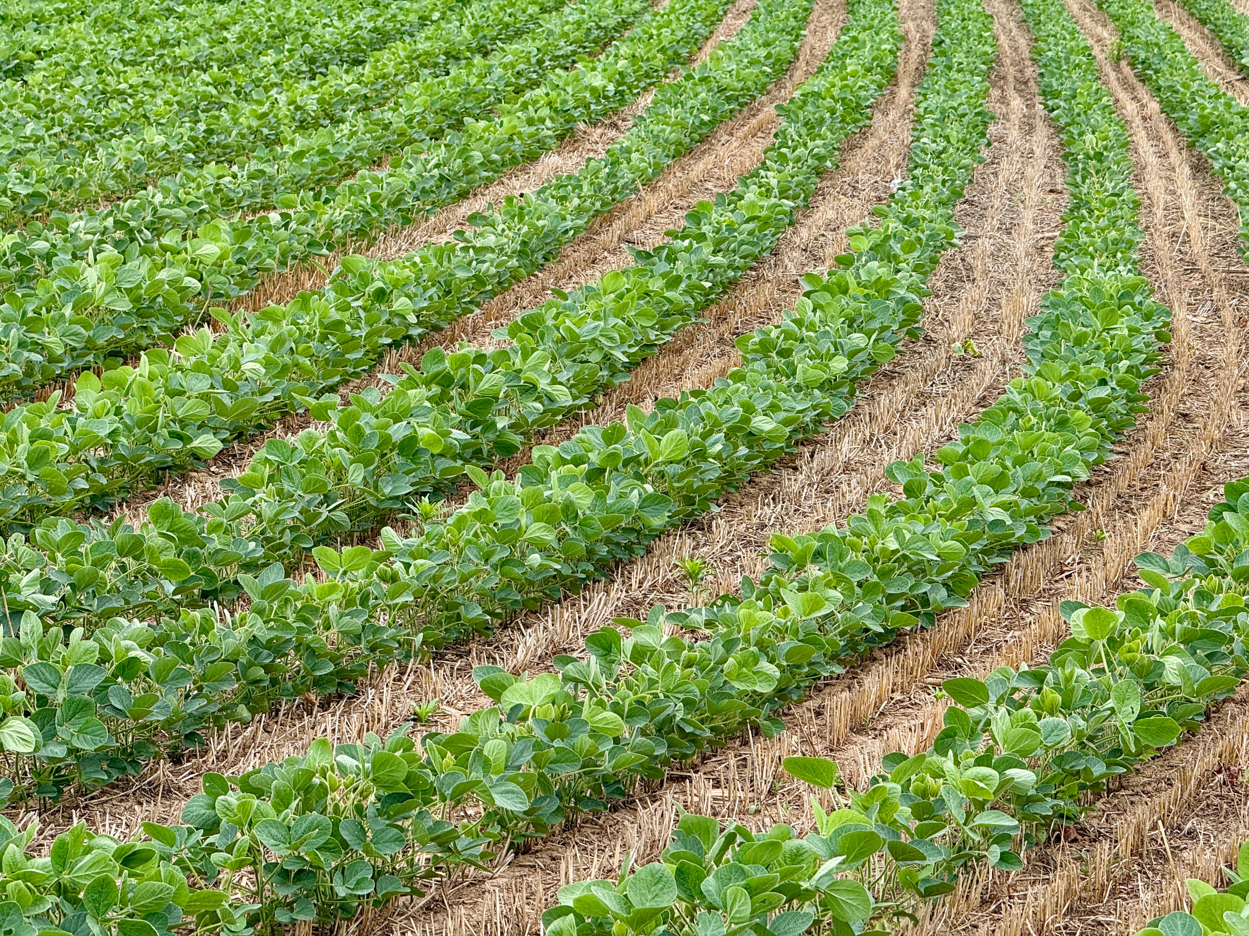 Vibrant green soybean rows create patterns across a fertile Pennsylvania field, showcasing agricultural bounty. - Evidence evidence guide for glycine stress randomized trial
