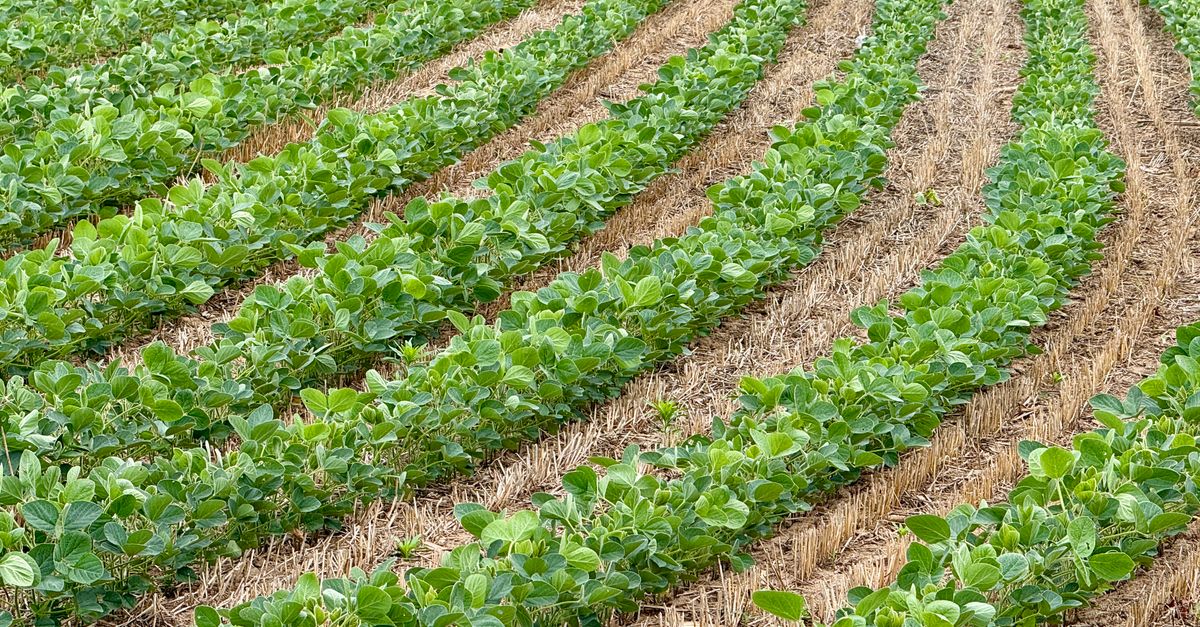 Vibrant green soybean rows create patterns across a fertile Pennsylvania field, showcasing agricultural bounty. - Evidence evidence guide for glycine stress randomized trial