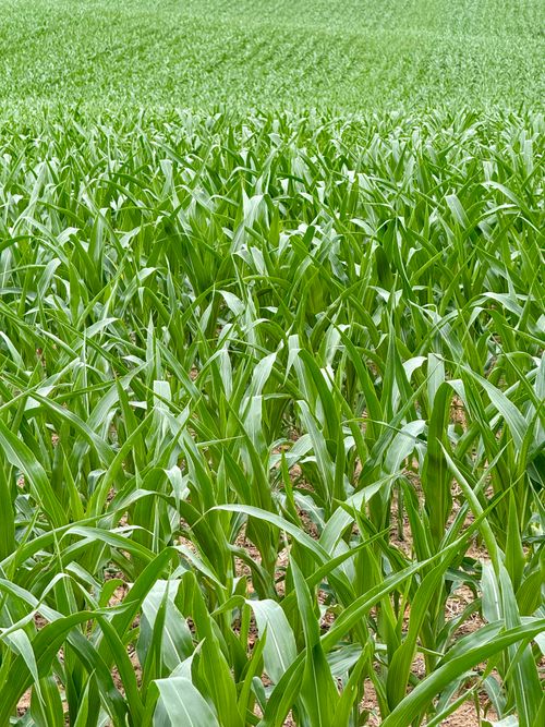 Free Vibrant close-up of a thriving cornfield showcasing lush green leaves in early summer. Stock Photo