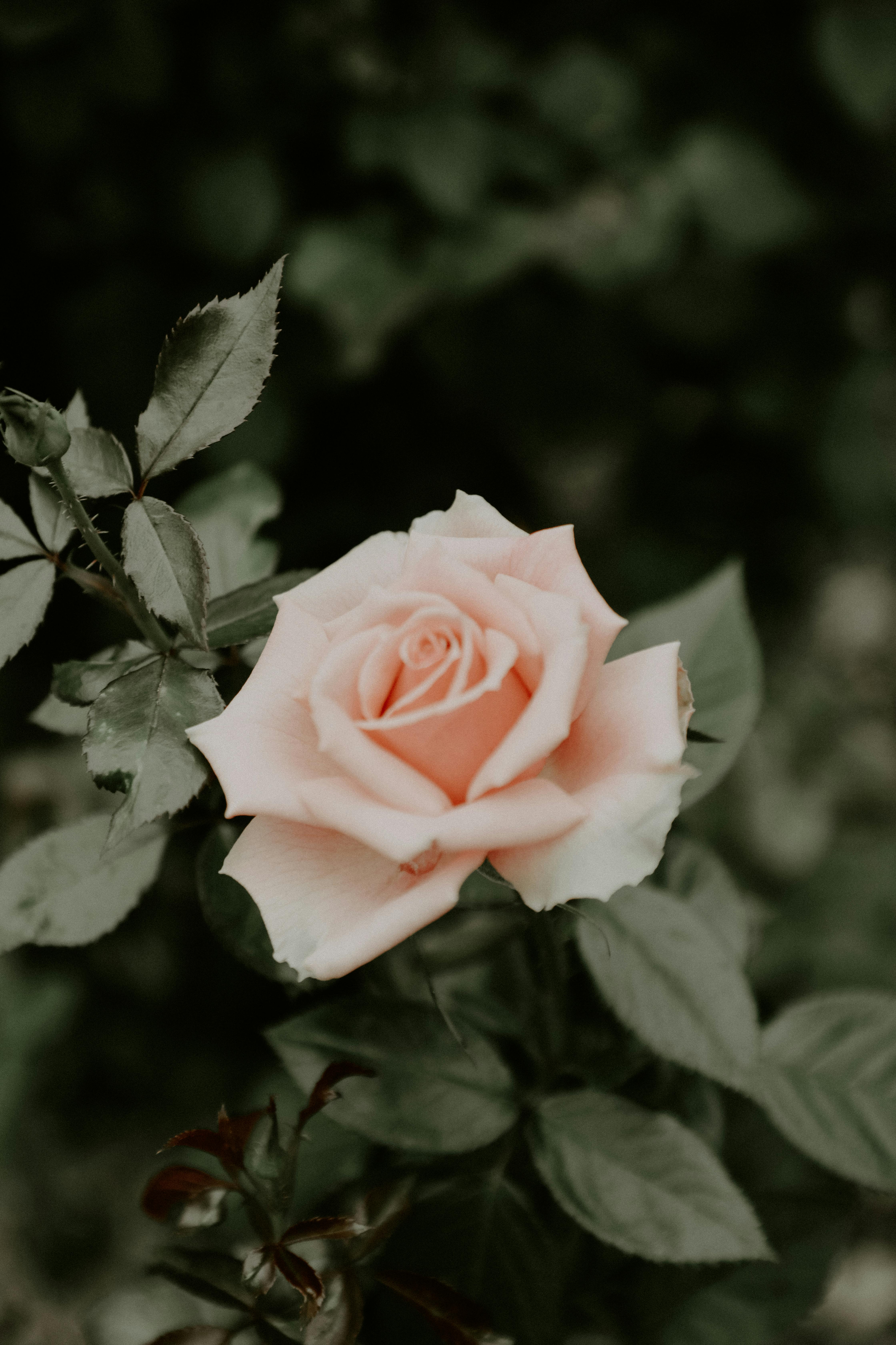 精致的粉红色玫瑰在郁郁葱葱的绿叶和模糊背景的环绕中盛开