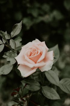 精致的粉红色玫瑰在郁郁葱葱的绿叶和模糊背景的环绕中盛开