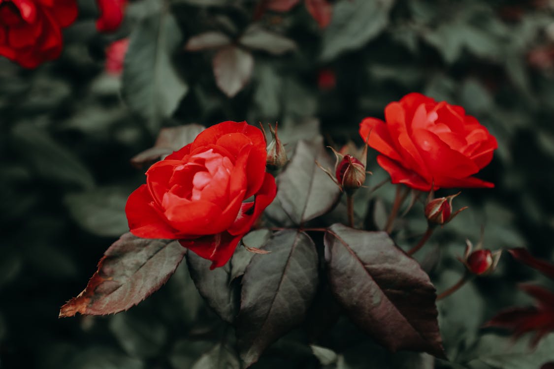 Red Roses in Bloom
