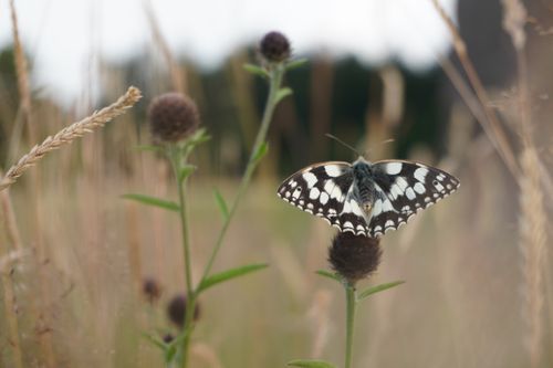Free stock photo of bay checkerspot butterflies, blak white, butterfly Stock Photo