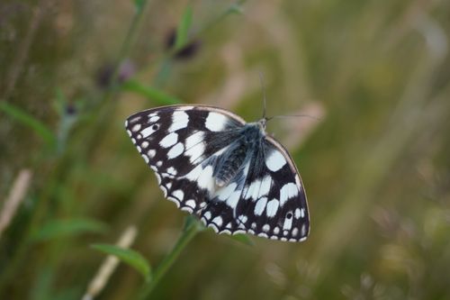 Free stock photo of bay checkerspot butterflies, blak white, butterfly Stock Photo