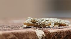 A gecko rests on a brick surface, showing its textured skin and vivid eyes.