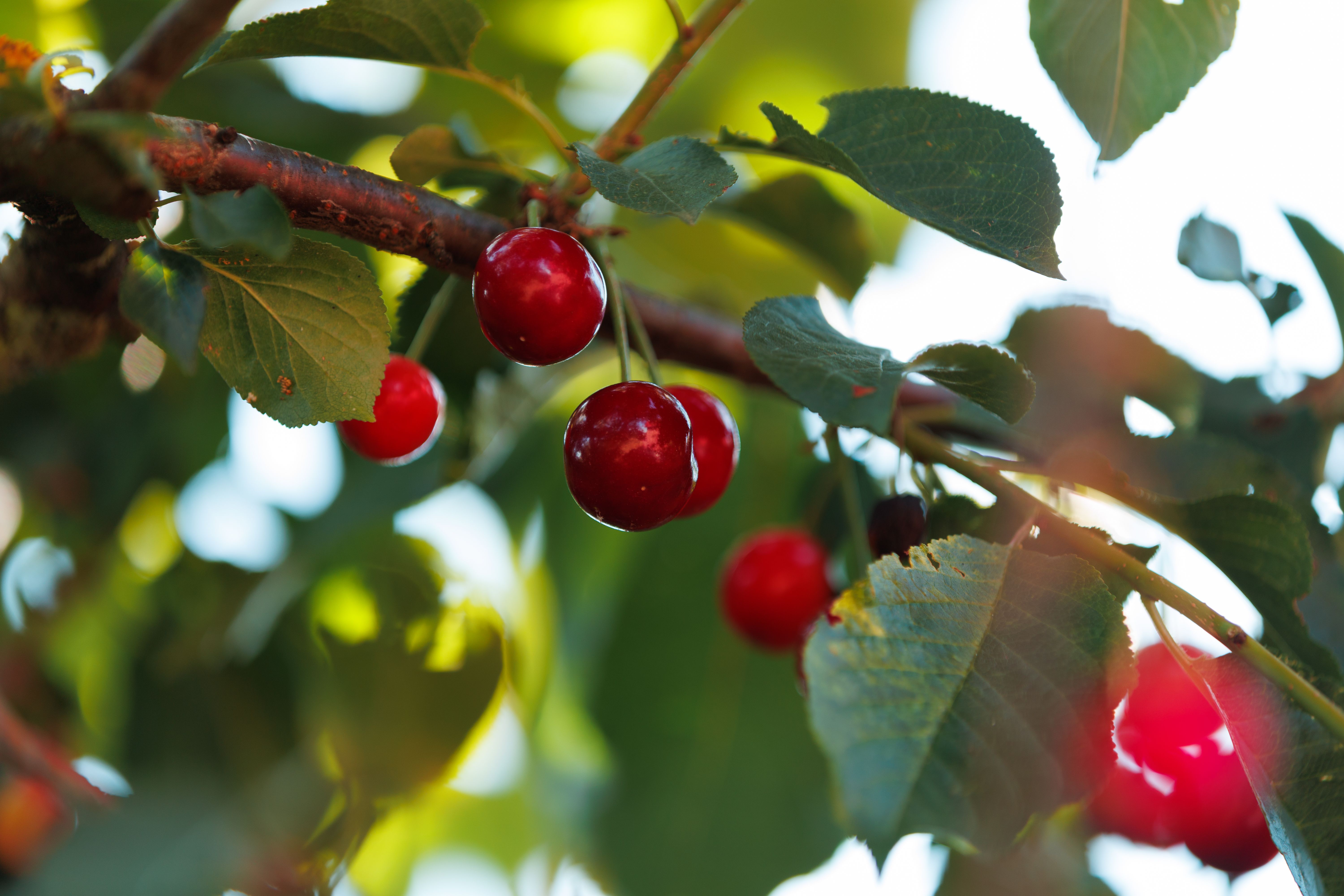 Ripe red cherries hanging from a dwarf cherry tree branch — summer harvest in Surrey BC