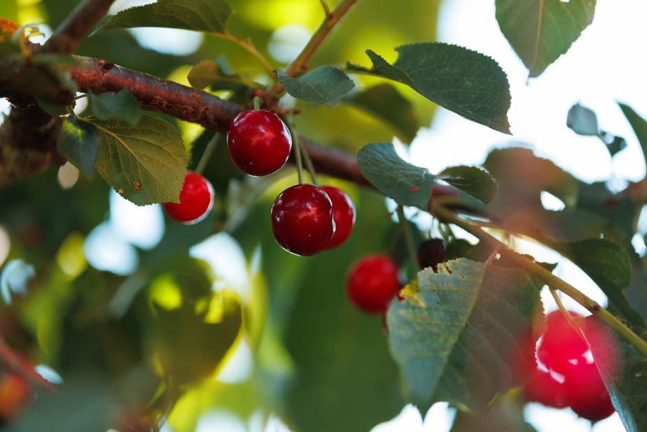 Ripe red cherries hanging from a dwarf cherry tree branch — summer harvest in Surrey BC