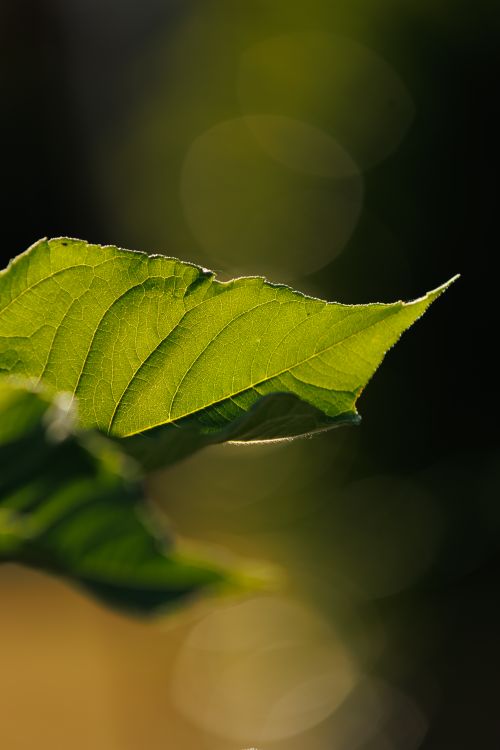 Free A vibrant green leaf captured in natural light with a soft bokeh background. Stock Photo