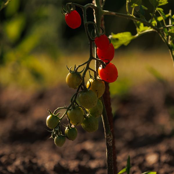 Cherry Tomato Seed Collection