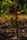 tomato plant