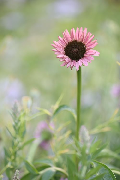 Free A vibrant pink coneflower stands out against a blurred green background in a serene outdoor setting. Stock Photo
