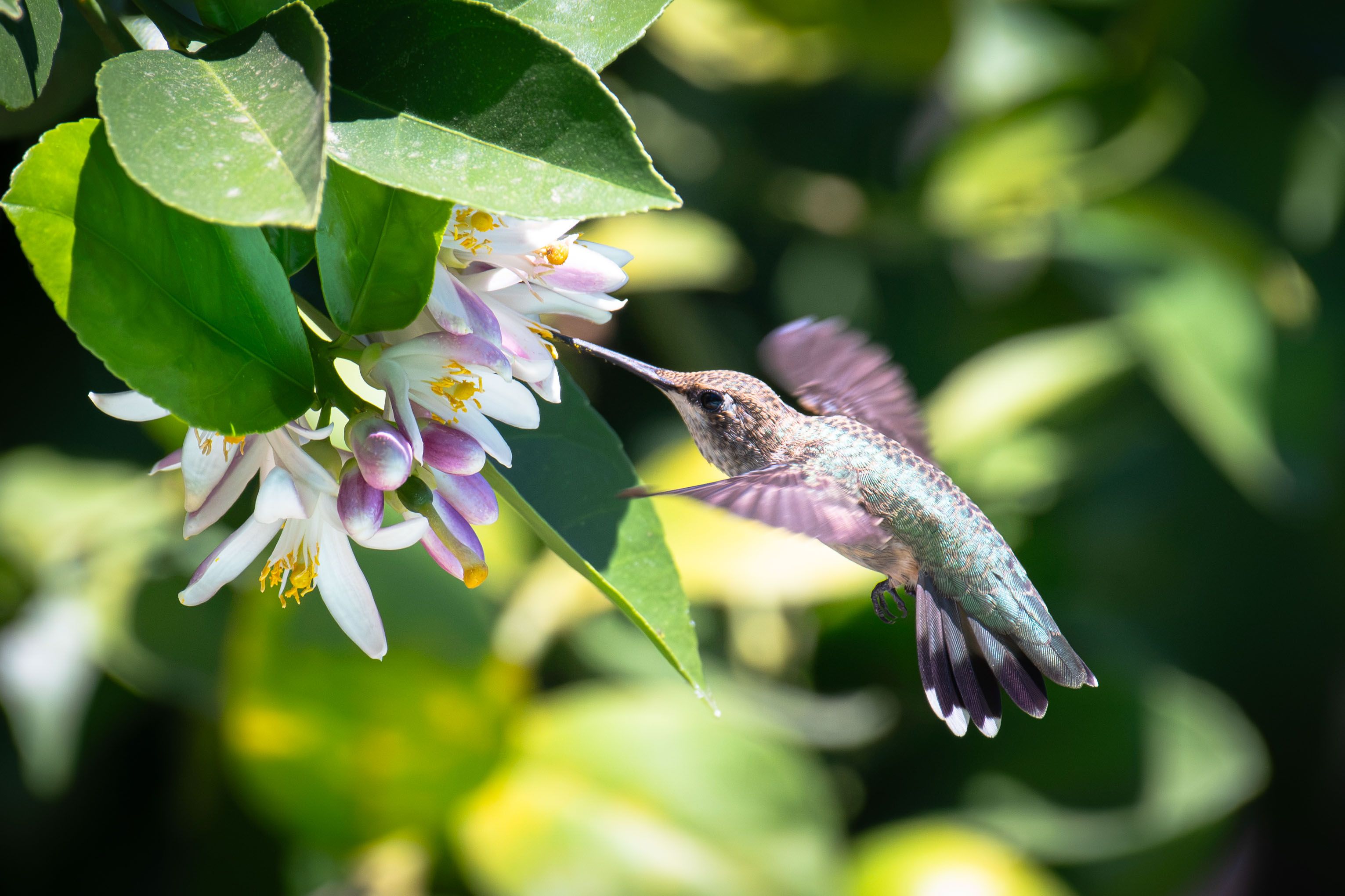 A vibrant hummingbird gathers nectar from blooming lemon flowers, captured against a sunny green backdrop.