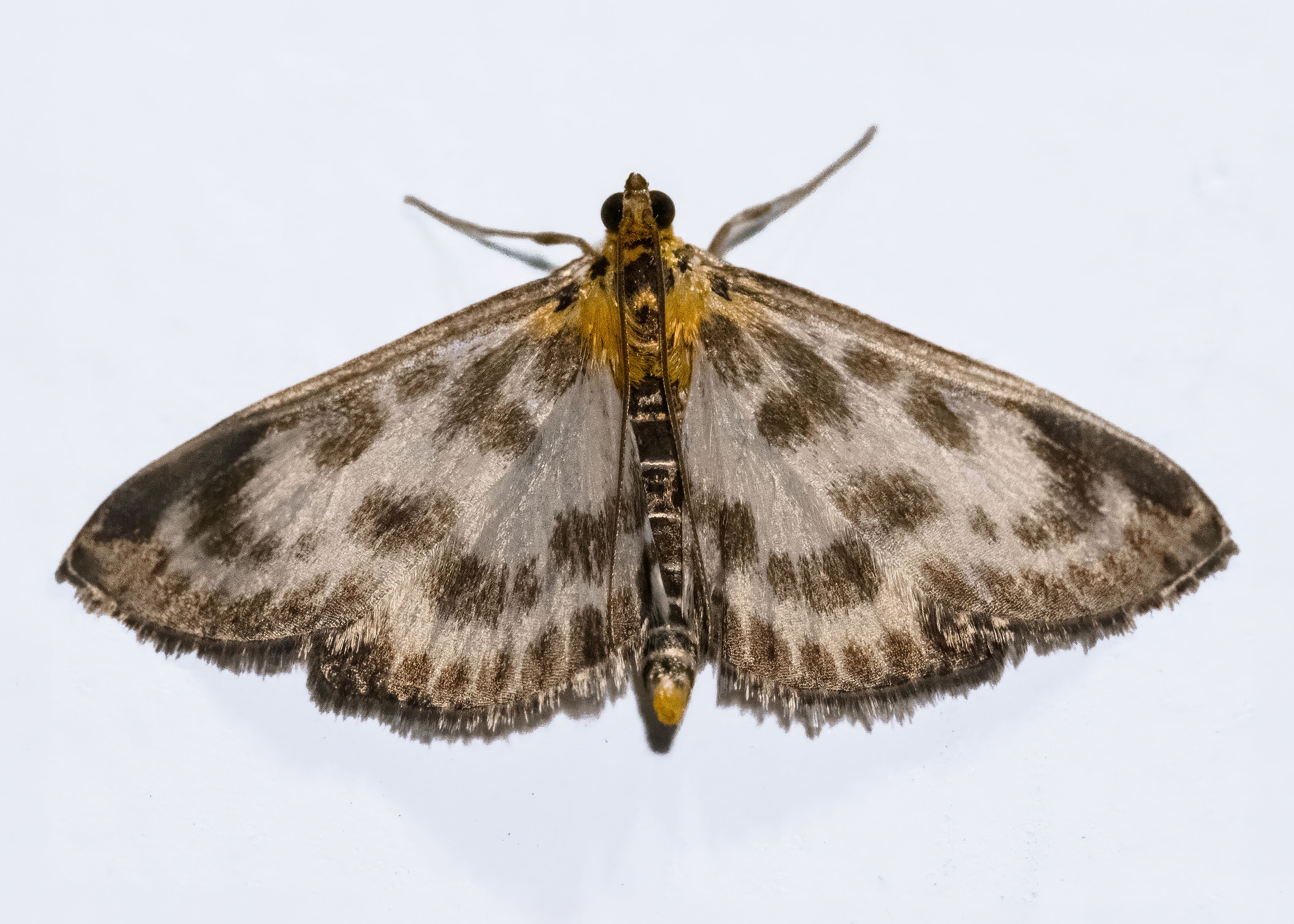Detailed image of a Cydalima perspectalis moth with spread wings, showcasing its intricate patterns.