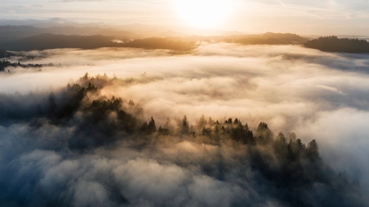 Aerial view of a forest blanketed in morning mist