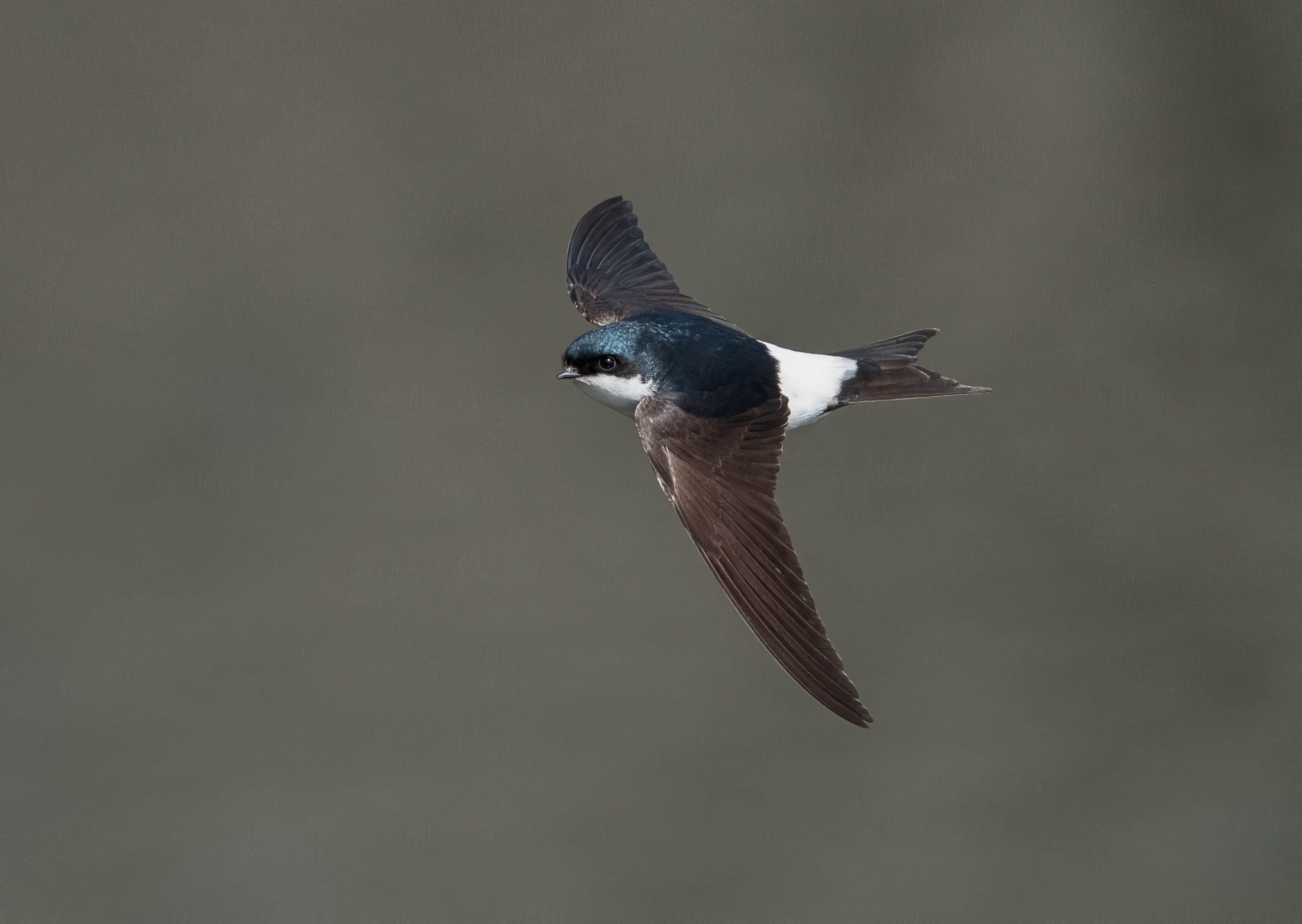 Tree Swallow Soaring Mid-flight in Natural Habitat · Free Stock Photo