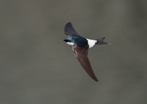 Free Close-up of a tree swallow in flight, capturing its graceful movement in the sky. Stock Photo