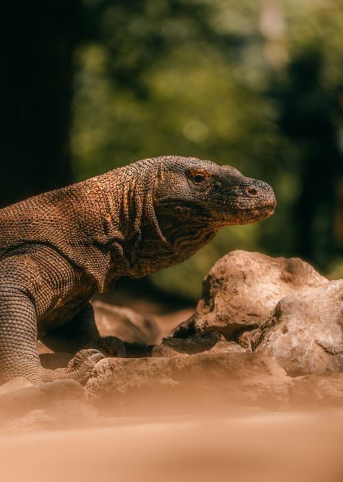 Free Close-up of a Komodo dragon in Bali, Indonesia, showcasing its rugged scales in a natural setting. Stock Photo