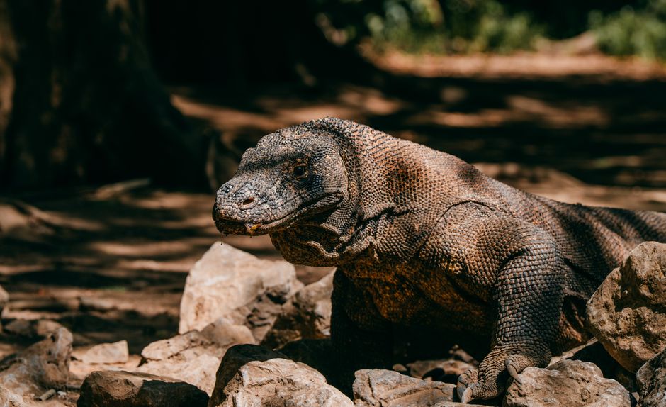 Indonesia Closes Komodo National Park Following Wildfire Outbreak