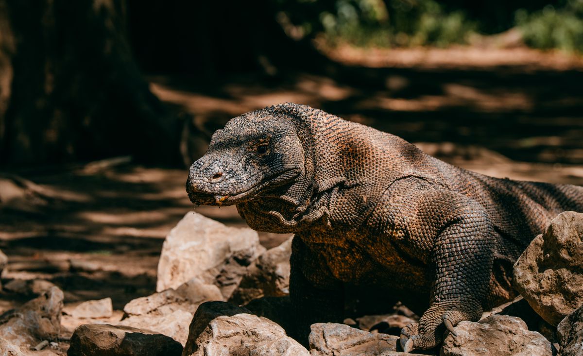 Komodo - imagen 1