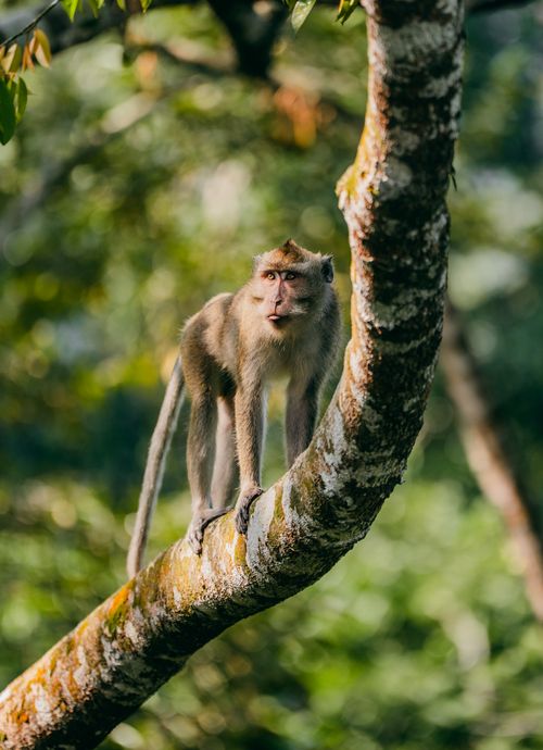 Free A vibrant shot of a long-tailed macaque perched on a tree branch in East Java, Indonesia. Stock Photo