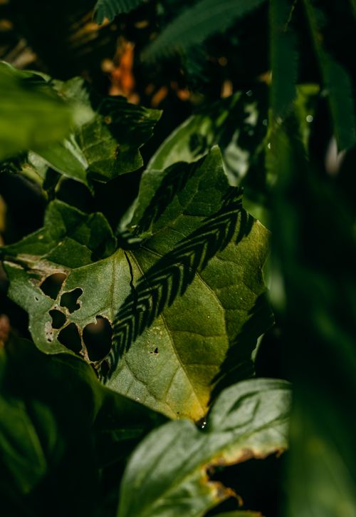 Free Close-up of tropical leaves in East Java with artistic shadows and sunlight. Stock Photo