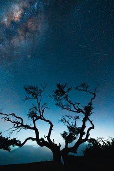 Silhouette of a tree under a vibrant starry sky in East Java, Indonesia, showcasing the Milky Way.