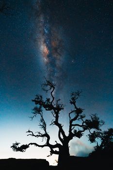 A stunning view of the Milky Way galaxy with a tree silhouette in East Java, Indonesia.