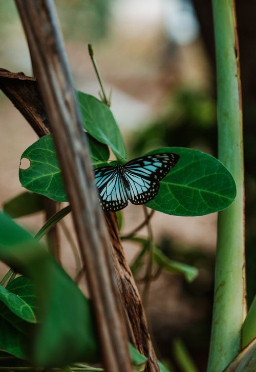 Free A striking blue butterfly rests on vibrant green leaves in the lush outdoors of Bali, Indonesia. Stock Photo