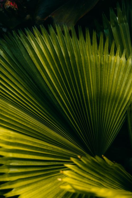 Free Detailed view of lush green palm leaves creating a natural pattern in Bali, Indonesia. Stock Photo