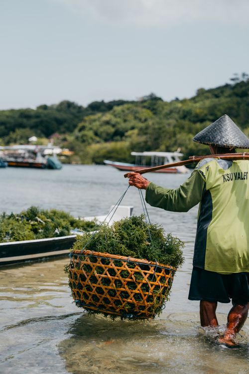 Free A local farmer harvests seaweed on the shores of Bali, Indonesia under the warm sun. Stock Photo