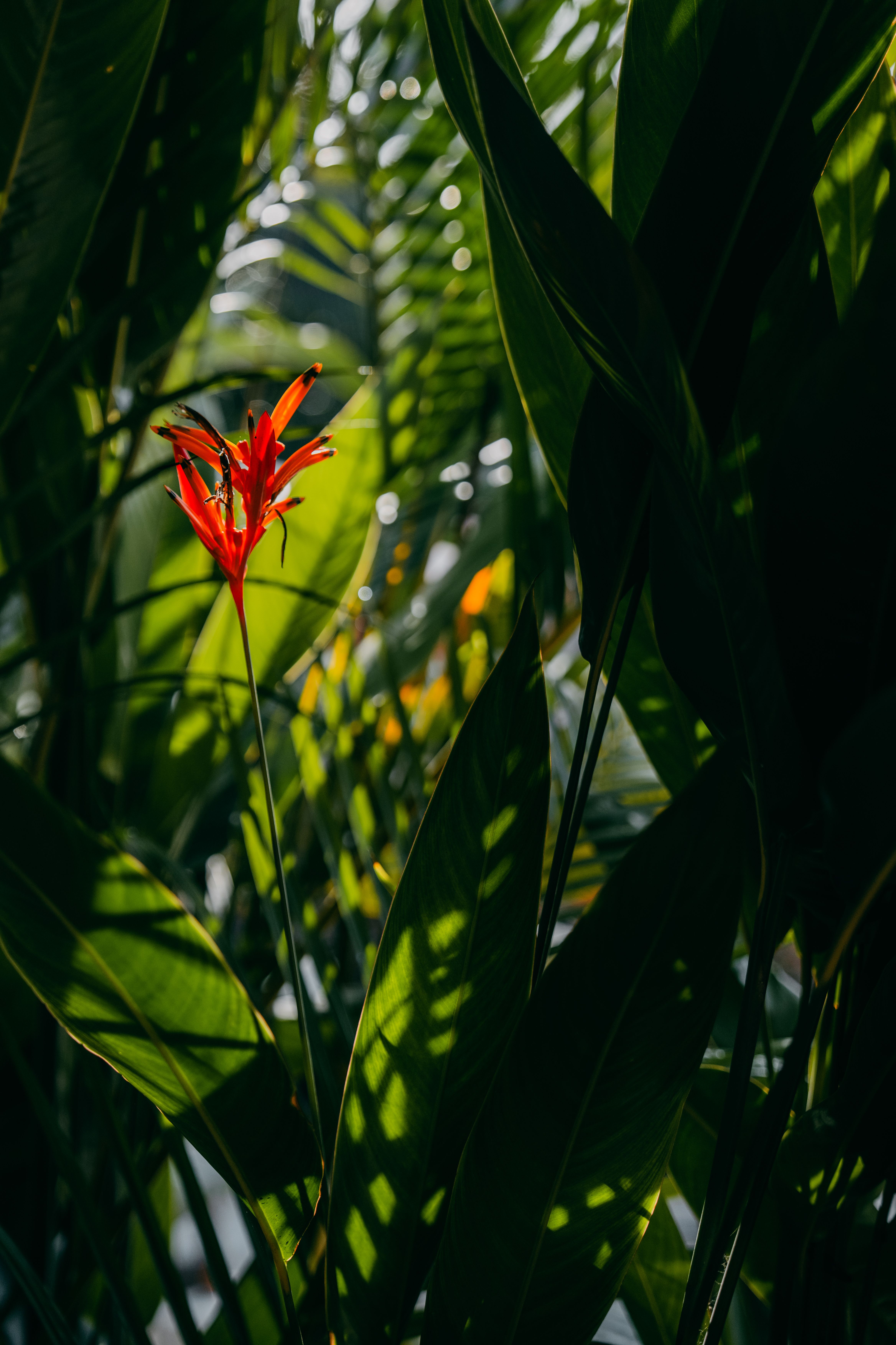 A stunning red tropical flower surrounded by lush greenery in a Bali jungle.