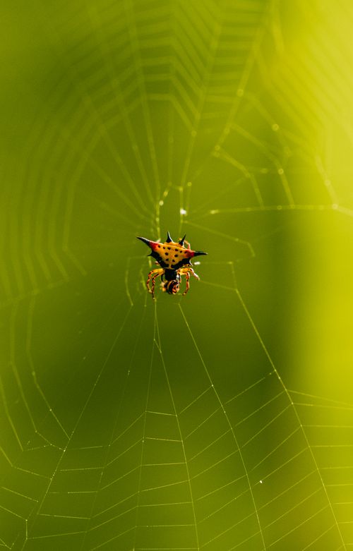 Free Close-up of a spiny orb weaver spider on its web in Bali, showcasing its colorful and unique appearance. Stock Photo