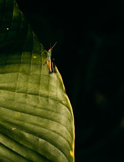 Free A colorful grasshopper perches on a green tropical leaf in Bali, Indonesia, capturing the essence of nature's beauty. Stock Photo