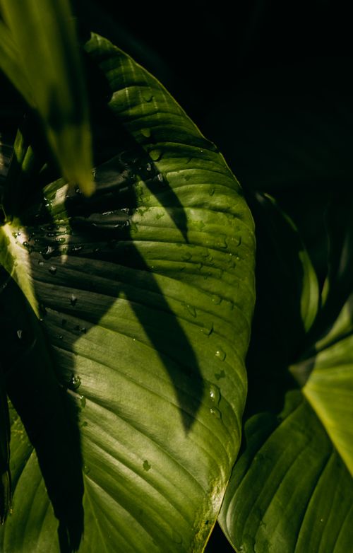 Free A lush, green tropical leaf in Bali with dramatic shadows and sunlight. Stock Photo