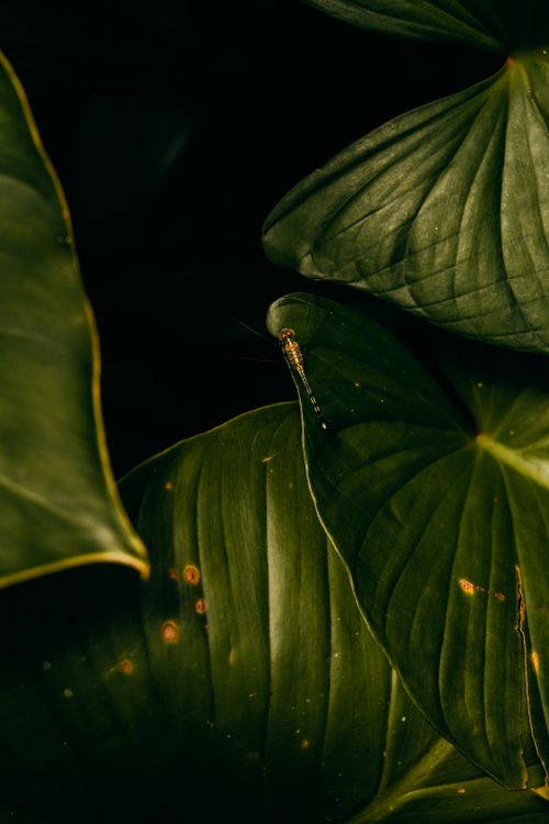 Free Close-up of a dragonfly perched on lush green tropical leaves in Bali. Stock Photo