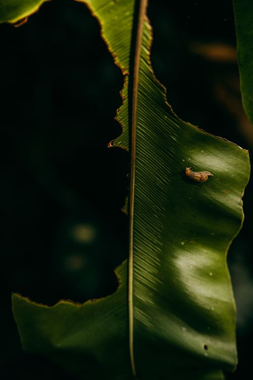 Free Detailed view of a tropical leaf with a caterpillar resting, shot outdoors in Bali, Indonesia. Stock Photo