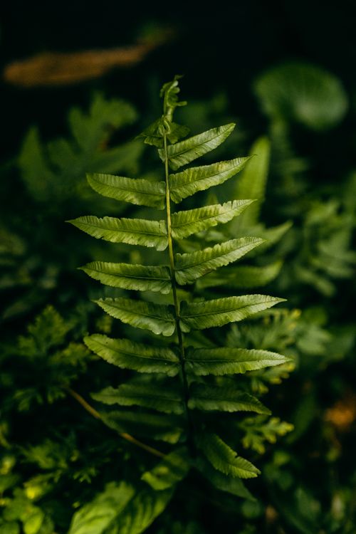 Free Close-up of a vibrant fern leaf in Bali's rich tropical forest, showcasing nature's lush greenery. Stock Photo
