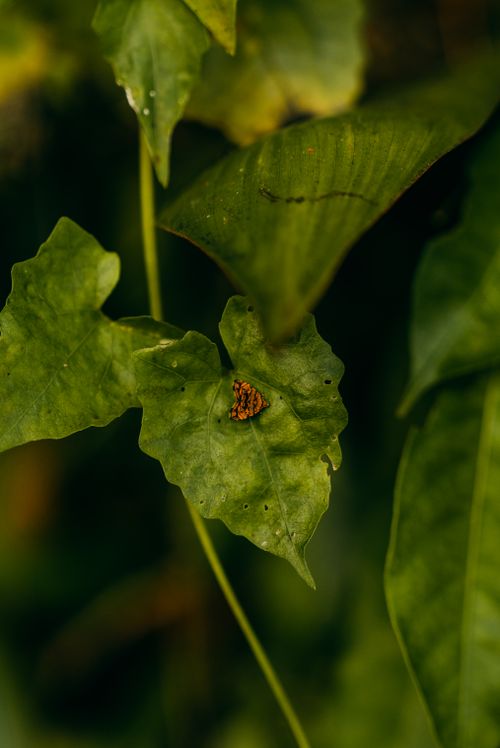 Free A vibrant orange beetle rests on a lush green leaf in Bali's tropical environment. Stock Photo
