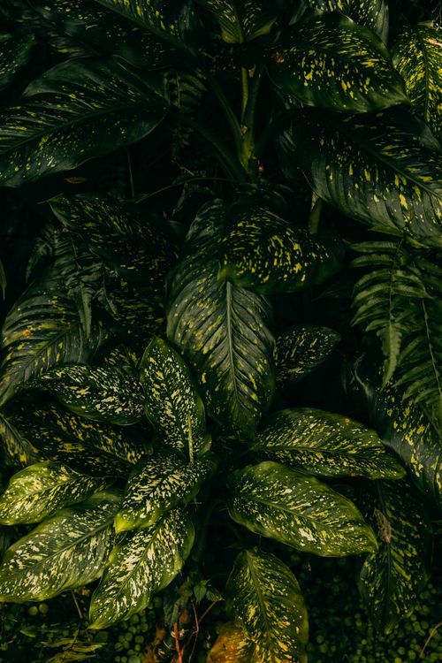 Free Rich green tropical leaves with unique patterns photographed in Bali, offering a vibrant natural texture. Stock Photo