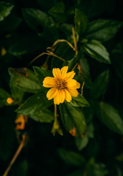 Free A vibrant yellow flower blooms amidst lush green leaves, capturing the essence of tropical beauty in Bali. Stock Photo