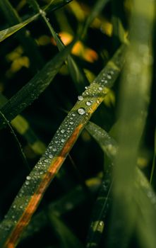 Image by Stijn Dijkstra