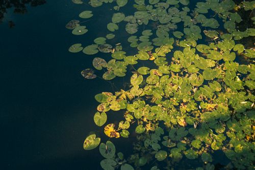 Free Lily pads in sunlight at Vondelpark, Amsterdam, showcasing natural beauty and serene waterscape. Stock Photo