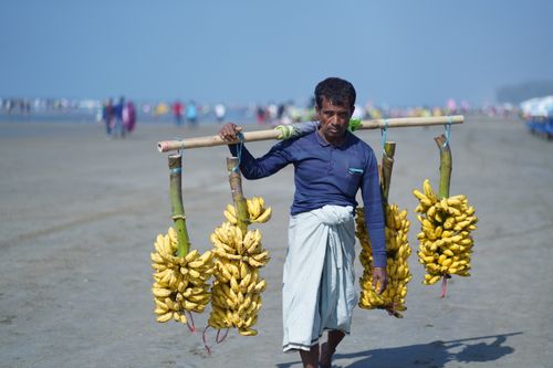 Free Man carrying large bunches of bananas on a wooden pole at a sunny beach. Stock Photo