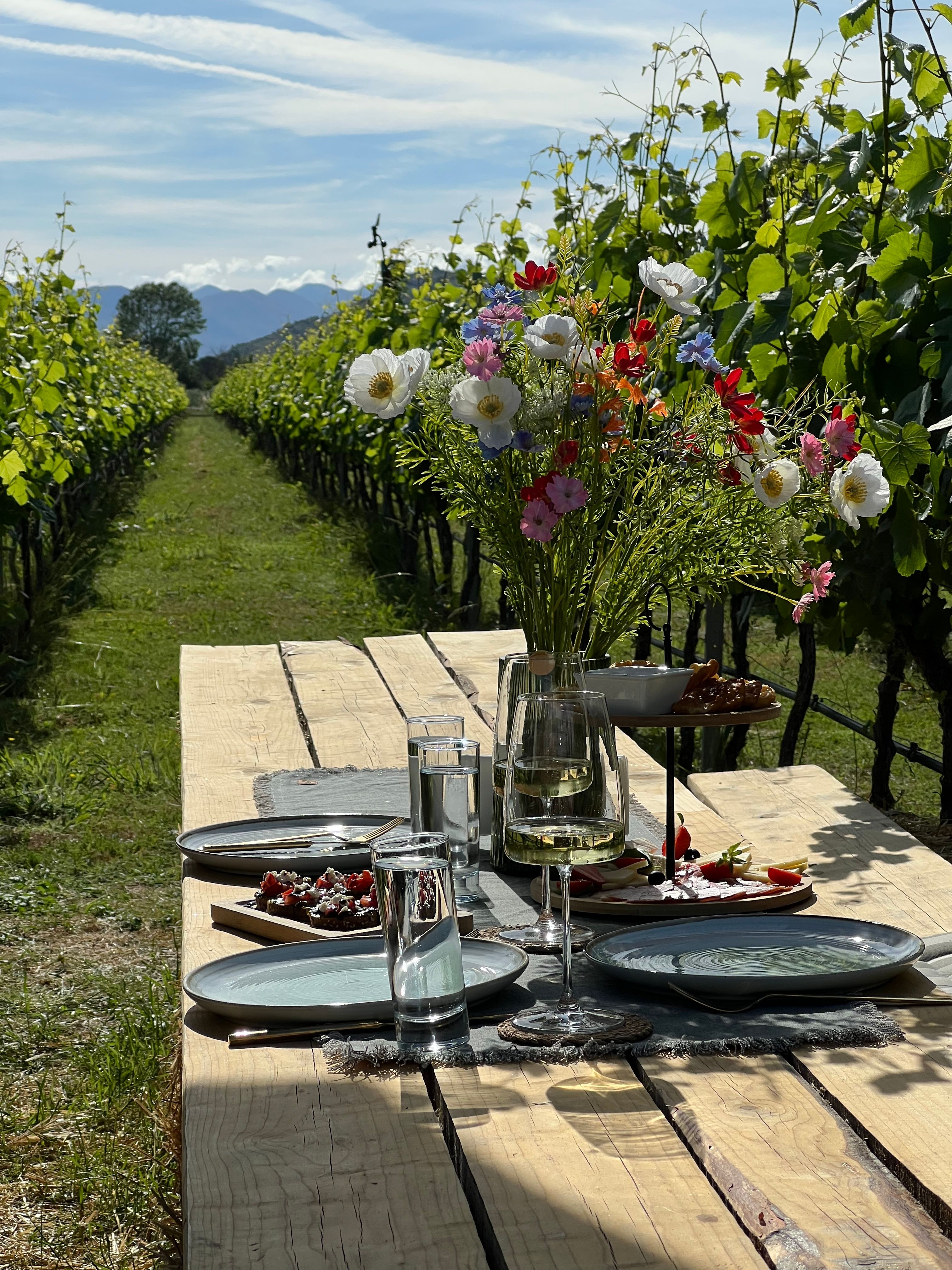 Cinti & the old vines