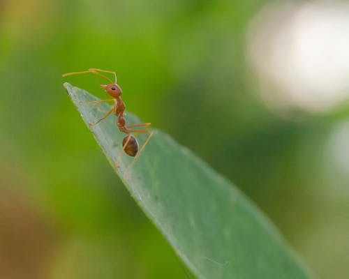 Free stock photo of animal, ant, insect