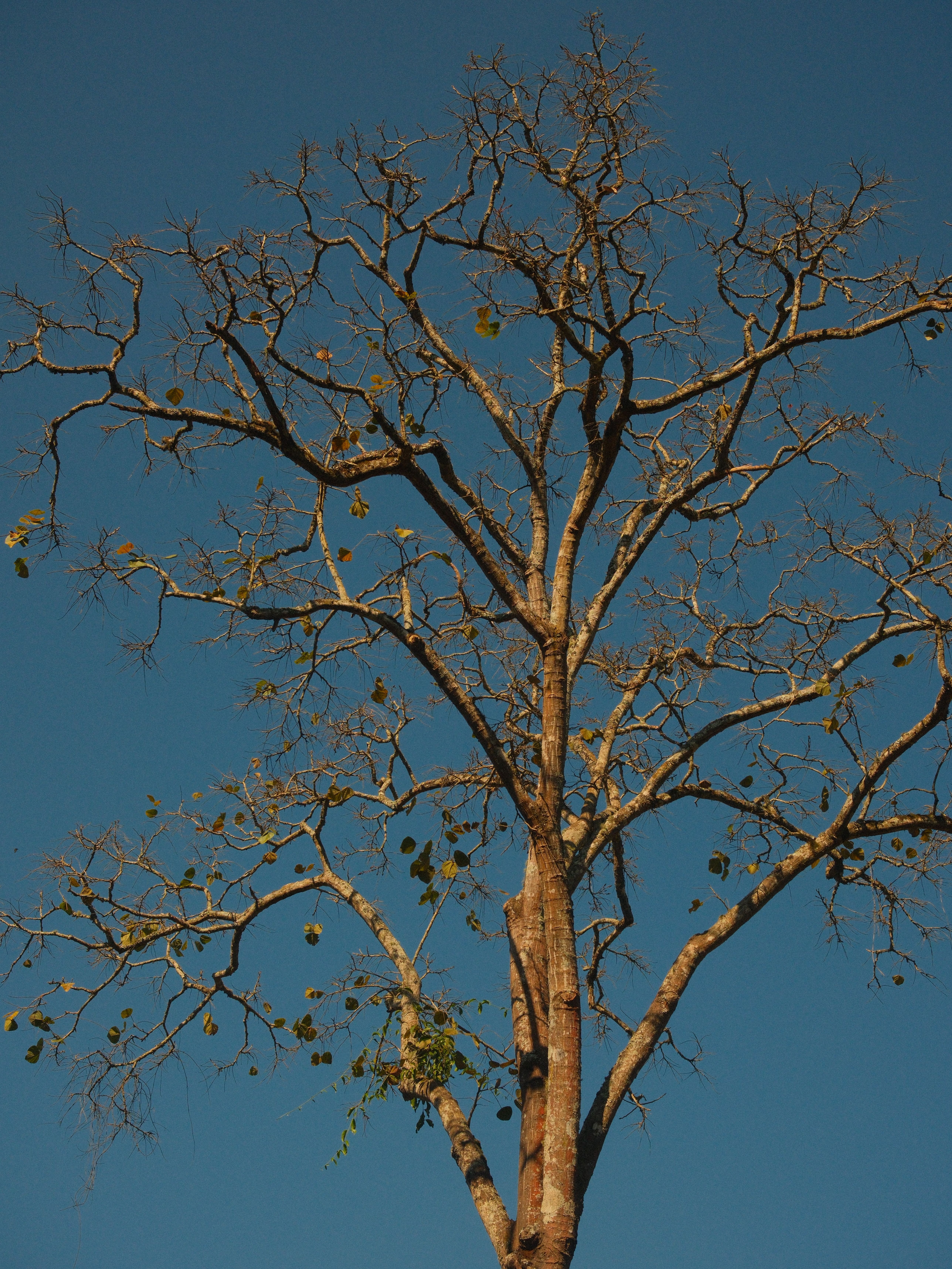 A tall, bare tree stands against a vivid blue sky, some sparse leaves remain.