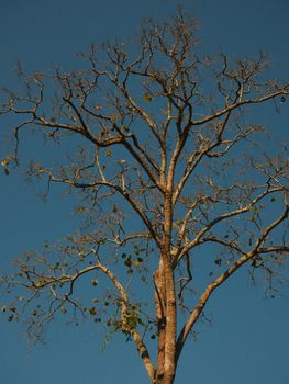 A tall, bare tree stands against a vivid blue sky, some sparse leaves remain.