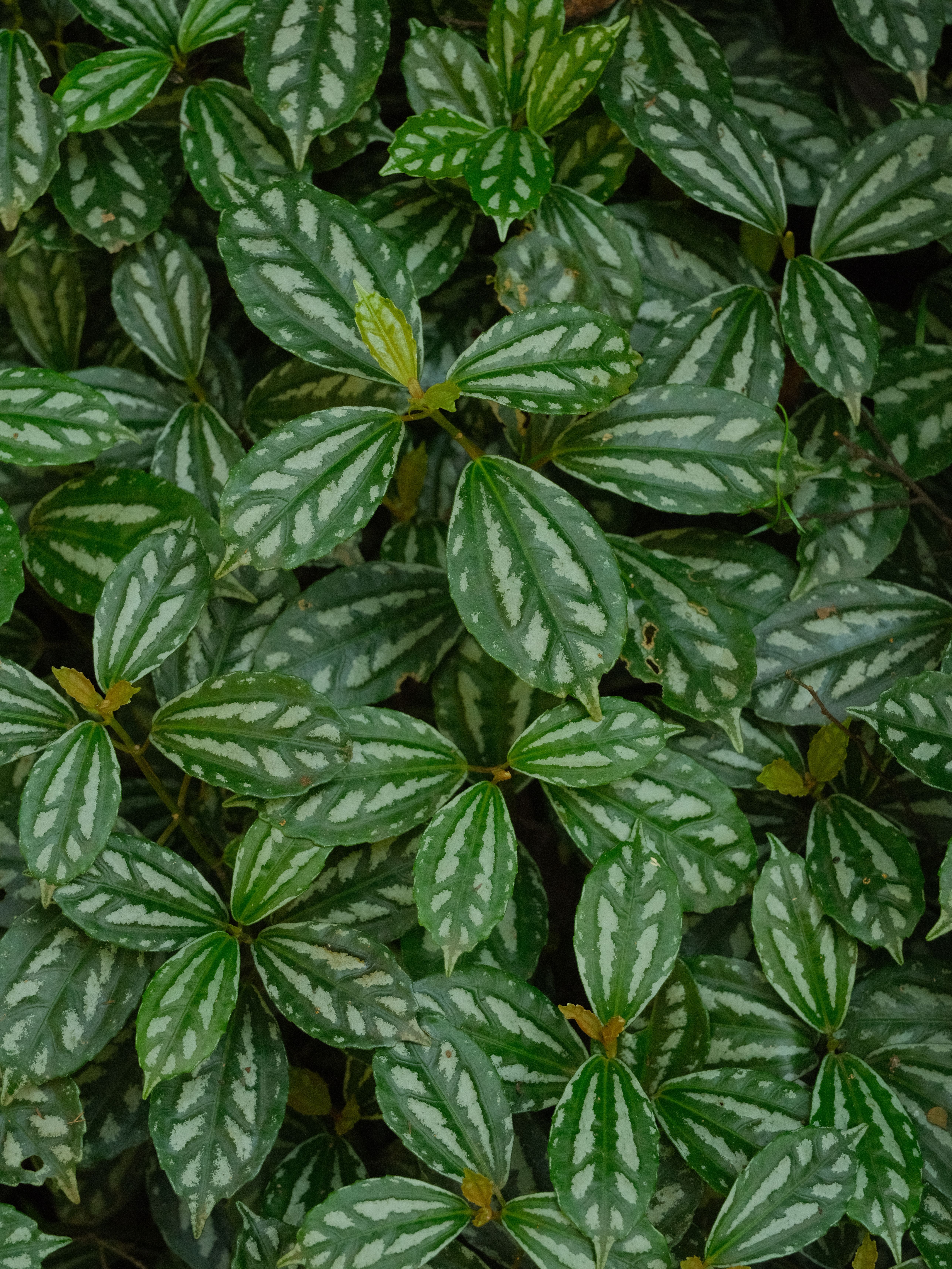 Peperomia for Small Spaces - beginner indoor plants
