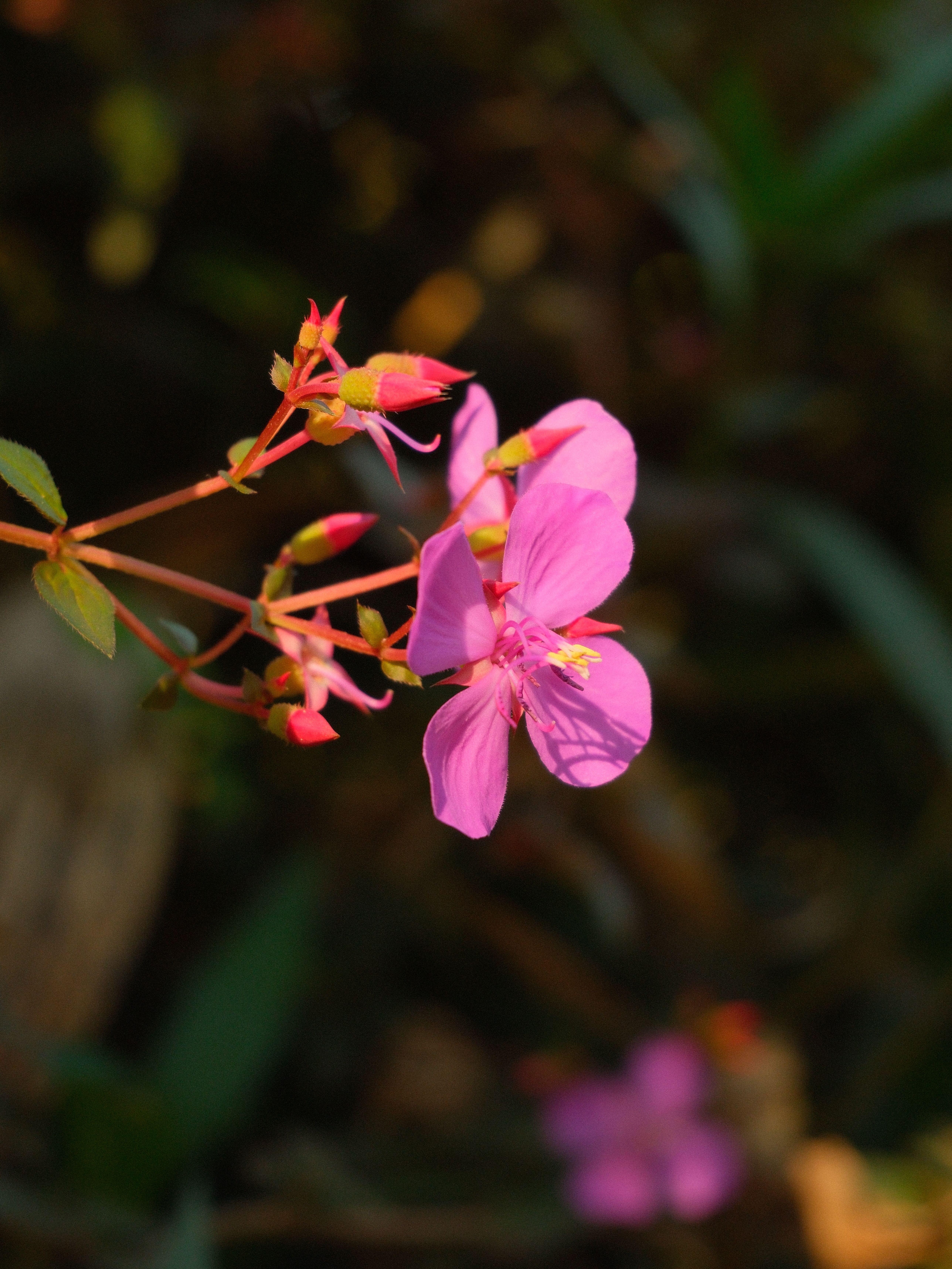 [ColoSach]-close-up-of-a-bright-pink-wildflower-in-sunlight,-showcasing-its-delicate-petals.